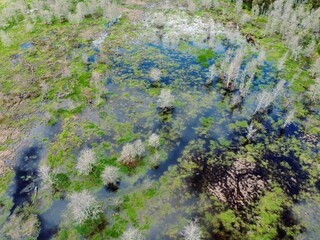 Swamp bog on the Waikato River, Tuakau, Waikato, New Zealand.