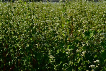 蕎麦の花（そばのはな）そば畑