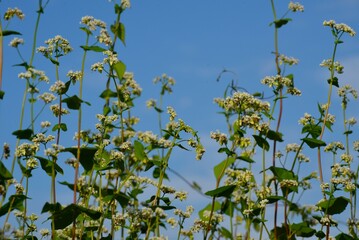 秋空と蕎麦の花（そばのはな）