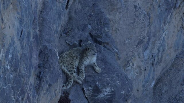 Snow leopard, Panthera uncia,  in rock habitat, wildlife nature. Snow leopard on stone in winter, sitting in the nature stone rocky mountain habitat, Spiti Valley, Himalayas in India. 