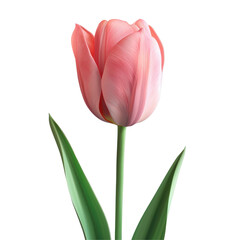 Fototapeta premium Tulip Blossom Isolated on Transparent or White Background, PNG