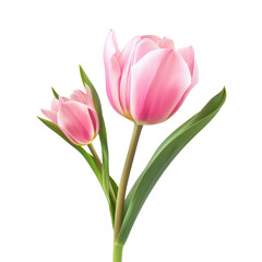 Naklejka premium Tulip Blossom Isolated on Transparent or White Background, PNG