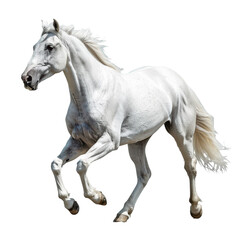 Obraz premium Adult Horse Mammal Animal Isolated on Transparent or White Background, PNG