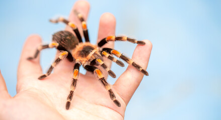 Tarantula spider on a man's hand close up. Tarantula spider as a pet.