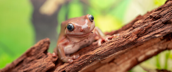 An Australian tree frog sits on the bark of a tree. The frog turns around and looks at the camera.