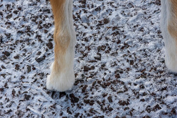 柴犬の足と雪