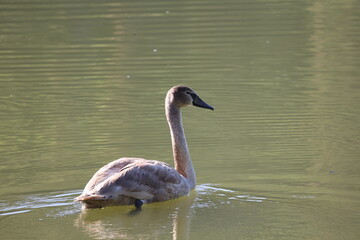 White swan swims on lake