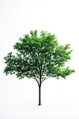Obraz premium One elm tree isolated on white background.