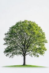 Obraz premium One Linden tree isolated on white background.