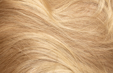Blond hair close-up as a background. Women's long blonde hair. Beautifully styled wavy shiny curls. Hair coloring. Hairdressing procedures, extension.