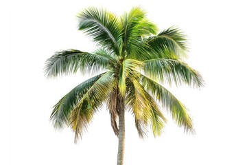 One coconut tree isolated on white background.