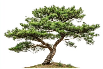 Fototapeta premium One pine tree isolated on white background.