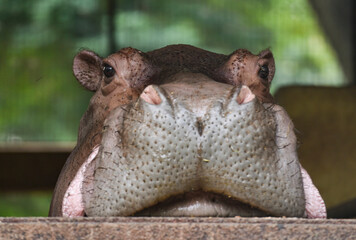 hippopotamus in water