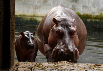 hippopotamus in water