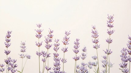 Obraz premium Delicate lavender flowers arranged elegantly, showcasing their calming purple hues against a soft background.