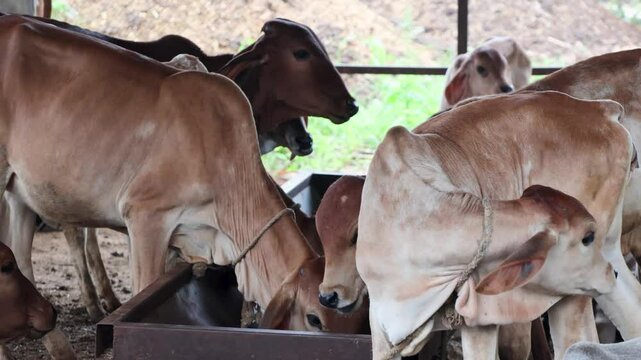 Bangalore, India 17th September 2024: Goshala, Gaushalas, or Goshalas are protective shelters for stray cows in India. Jeev Daya.Young Indian baby cow-calf. Gaumata. Cows are sacred in India.