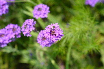 Vervain Homestead Purple flowers