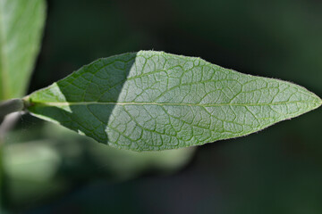 Ploughmans spikenard leaf