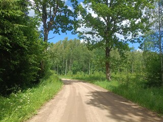 Road in forest in Siauliai county during sunny summer day. Oak and birch tree woodland. Sunny day with white clouds in blue sky. Bushes are growing in woods. Sandy road. Nature. Summer season. Miskas.