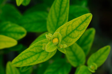 St. Johns Wort Magical Beauty flower bud