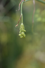 Common fennel flower buds