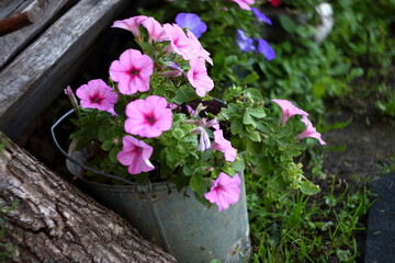 flowers in the garden