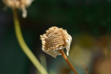Common chamomile seed head