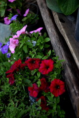 flowers in the garden