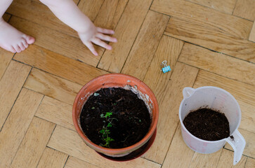 Process of indoor planting with kids. Mess around. educational hobby