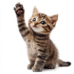 Obraz premium cute cat giving high five, isolated on white background