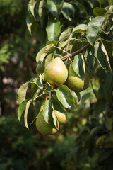 Ripe pears on the branch is illuminated by the sunset. Close-up. Small depth of field (DOF)