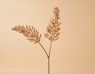 Obraz premium Simple and Elegant Dried Plant on Cream Background – Neutral Aesthetic Design. Ai generated images