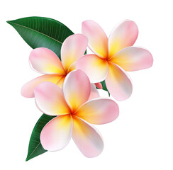 Plumeria, frangipani flowers isolated on transparent.