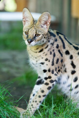 Fototapeta premium Porträt einer Serval Katze