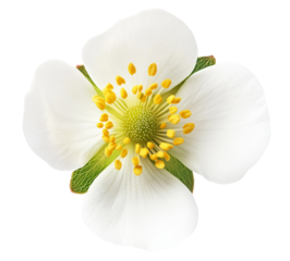 Top view of strawberry flower isolated on transparent background