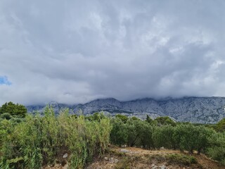 landscape with trees and clouds. view from the hill. pine tree in the forest. road in the mountains