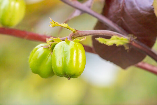 Jatropha gossypiifolia or bellyache bush fruits are small green and poisonous and are a medicinal plant. Black physicnut fruits are found on cotton-leaf physicnut trees.