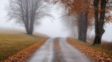 Obraz premium A quiet road disappears into the fog, lined with bare trees showcasing autumn colors