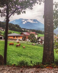 A picturesque view from Rietz, Austria, with grazing cows in a green pasture, framed by trees. Alpine homes sit beneath misty mountains, creating a serene and peaceful rural landscape.