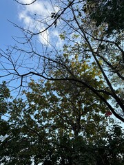 Looking up at a clear blue sky through a canopy of trees, with branches and leaves silhouetted against the sunlight. A peaceful and natural outdoor scene ideal for themes of nature and tranquility