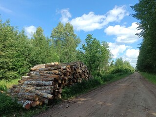 Road in forest in Siauliai county during sunny summer day. Oak and birch tree woodland. Sunny day with white clouds in blue sky. Bushes are growing in woods. Sandy road. Nature. Summer season. Miskas.