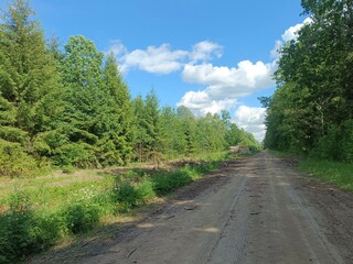 Road in forest in Siauliai county during sunny summer day. Oak and birch tree woodland. Sunny day with white clouds in blue sky. Bushes are growing in woods. Sandy road. Nature. Summer season. Miskas.