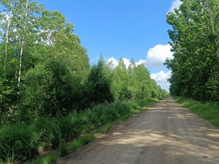 Road in forest in Siauliai county during sunny summer day. Oak and birch tree woodland. Sunny day with white clouds in blue sky. Bushes are growing in woods. Sandy road. Nature. Summer season. Miskas.