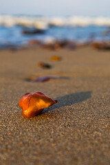 A beautiful piece of amber lies on the warm sand of the beach