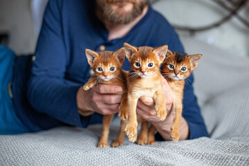 Man holding a bunch of  abyssinian sorrel and ruddy kittens. Cute one month old kittens in hands. Pets care. Breeding and reproduction of cats. Image for websites about cats. Selective focus.