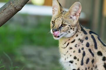 Porträt einer Serval Katze