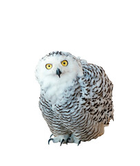 White snowy owl sitting and looking at camera isolated on white background. Cut out. PNG. Big...