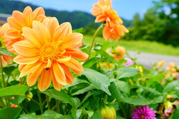 夏の青空の下に咲くオレンジ色のキク科の花。