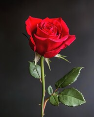 Fototapeta premium Happy Propose Day Beautiful Red Rose