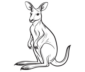  Cartoon kangaroo illustration vector